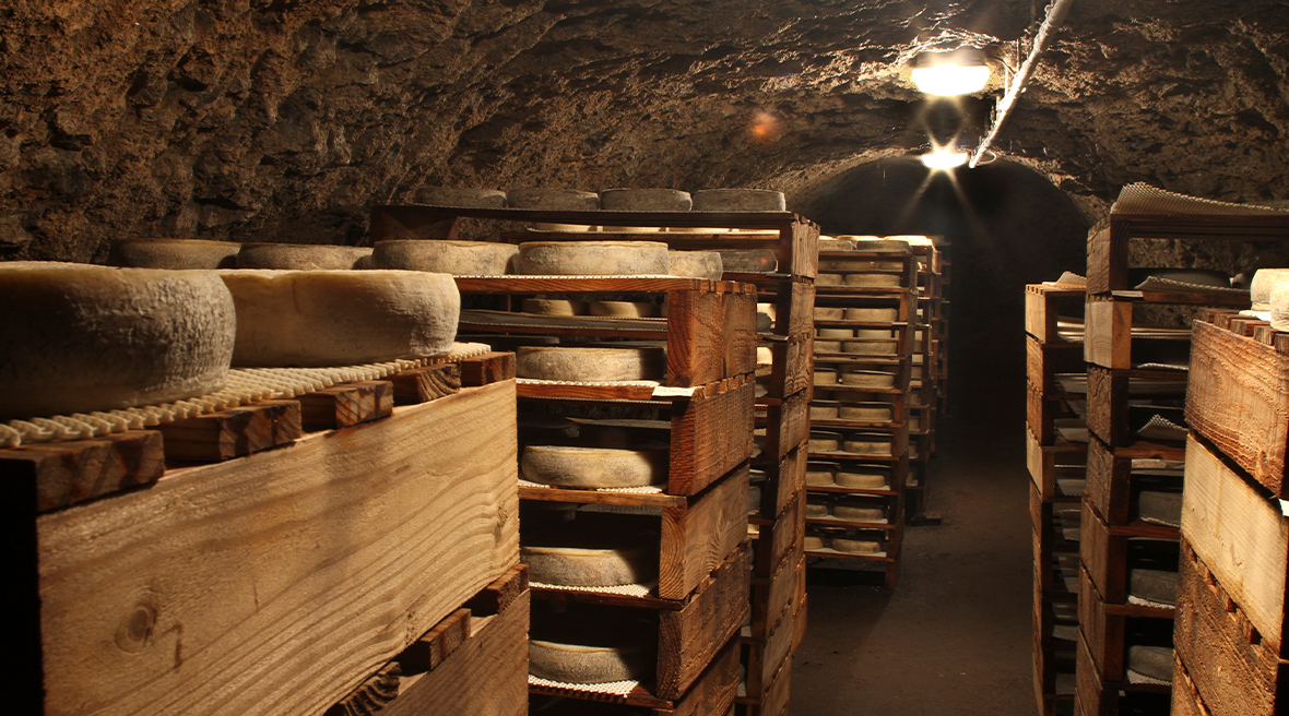 An arched brick built cave cellar. Lots of rounds of cheese sit maturing on shelves